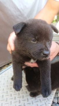 甲斐犬【静岡県・女の子・2021年9月2日・黒虎】の写真「黒虎らしい黒、綺麗な顔だちに成りそうです。」