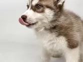 シベリアンハスキー【静岡県・女の子・2025年2月1日・チョコホワイト】の写真11