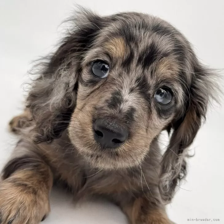 ID:2505-07755の子犬