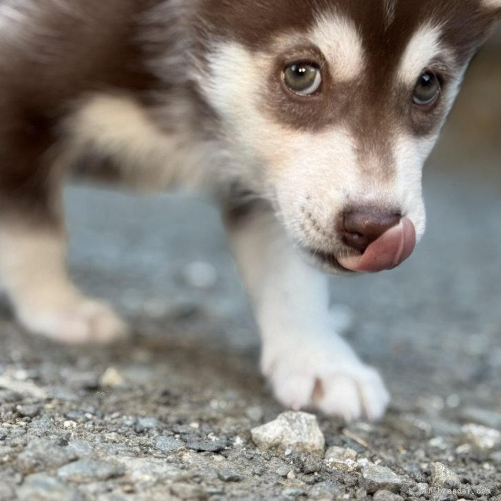 ブリーダー画像