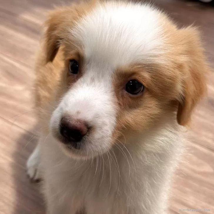 haya 様のお迎えした子犬
