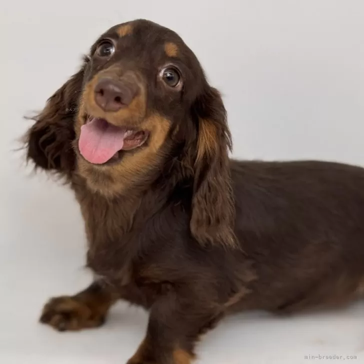 ID:2410-07417の子犬