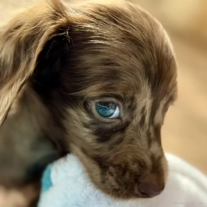 ミニチュアダックスフンド(スムース)【静岡県・男の子・2025年9月22日・チョコレートダップル】の写真1「瞳の色が綺麗な子です。常にはこの様な色ではないですが光が当たる角度によります。」