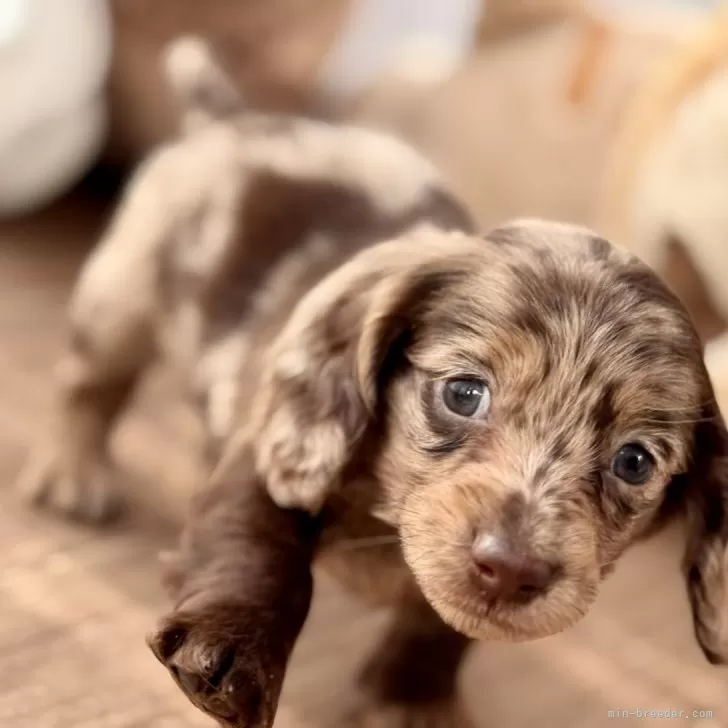 ミニチュアダックスフンド(ロング)【静岡県・男の子・2025年10月15日・チョコレートダップル】の写真1「ダックスらしい性格で色々な物に興味津々な子です。」