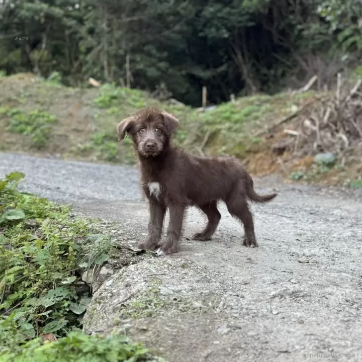 ミックス(シベリアンハスキー×プードル)【静岡県・男の子・2025年8月31日・チョコレート】の写真1「育ててきていて既視感があったのですが、ジャイアントシュナウザーっぽさがあります。もう少し足長ですが。」