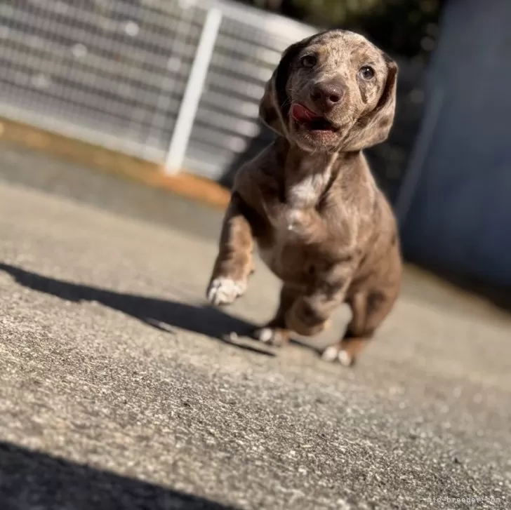 ID:2501-07381の子犬