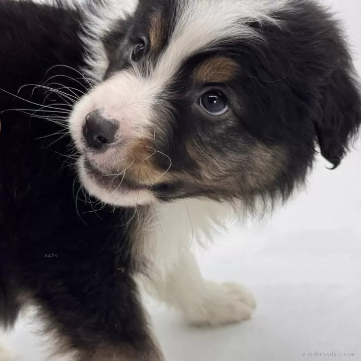ID:2502-01511の子犬