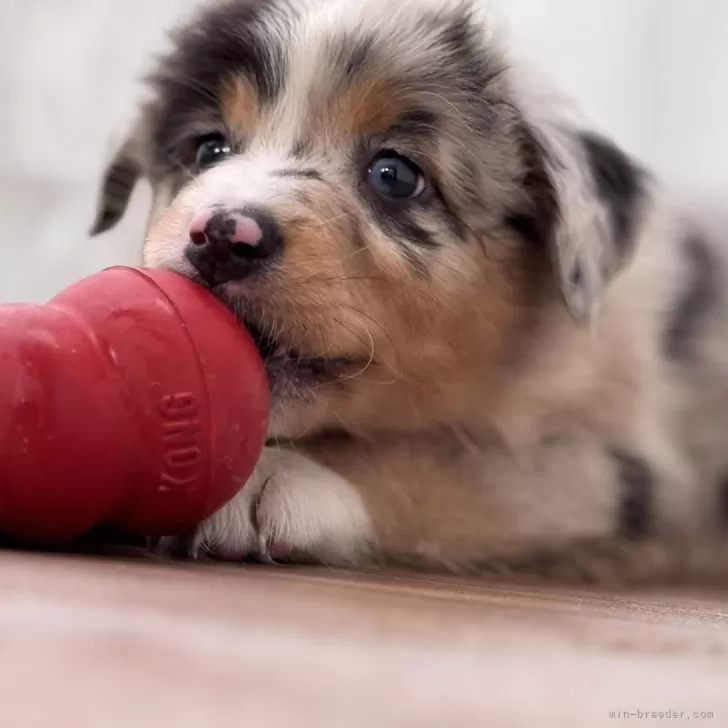 ID：2507-00856の子犬