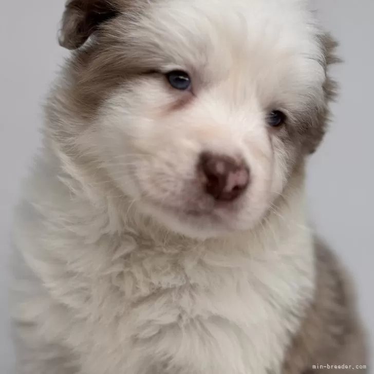ID:2502-01836の子犬
