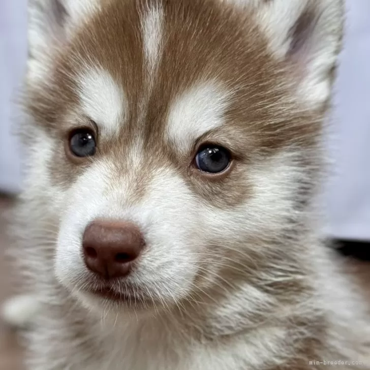 ID:2505-05319の子犬
