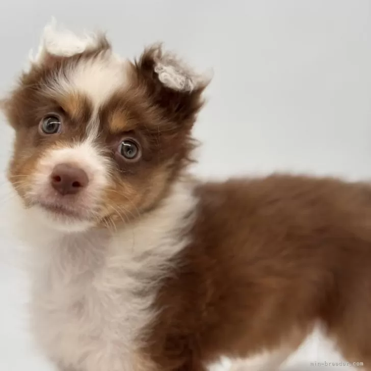 ID：2505-07250の子犬