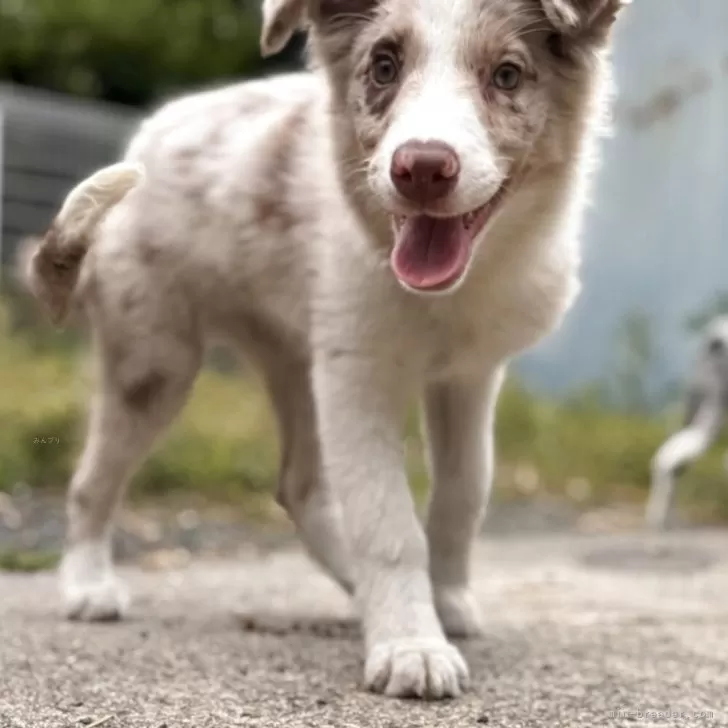 ID:2504-04481の子犬