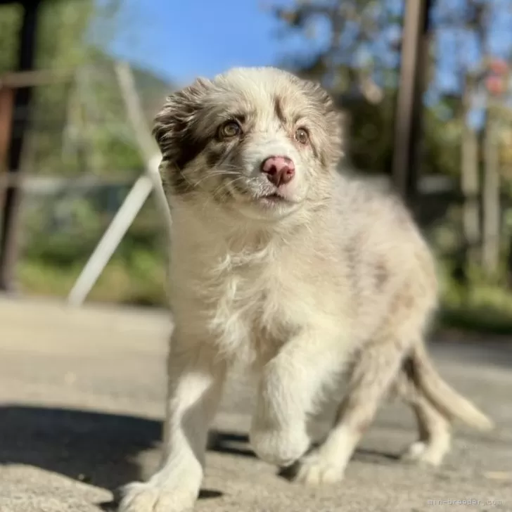 ボーダーコリー【静岡県・女の子・2025年9月5日・チョコレートマール】の写真1「朝の太陽の下で撮影しました。瞳の色などがわかりやすいと思います。」