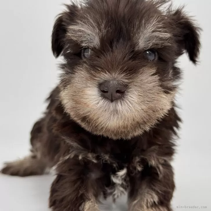 ID:2503-04810の子犬