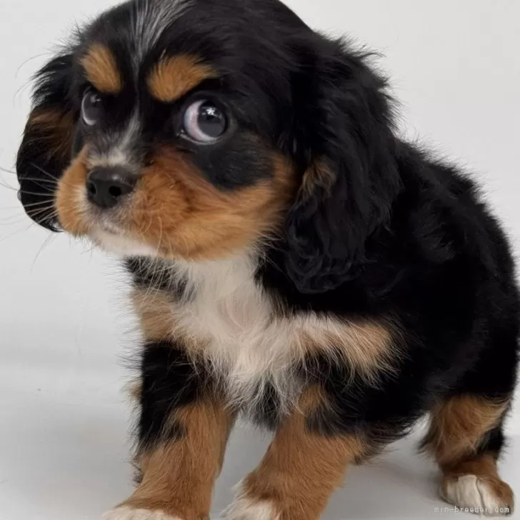 ID：2412-00164の子犬