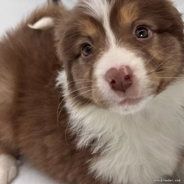ID:2502-01519の子犬