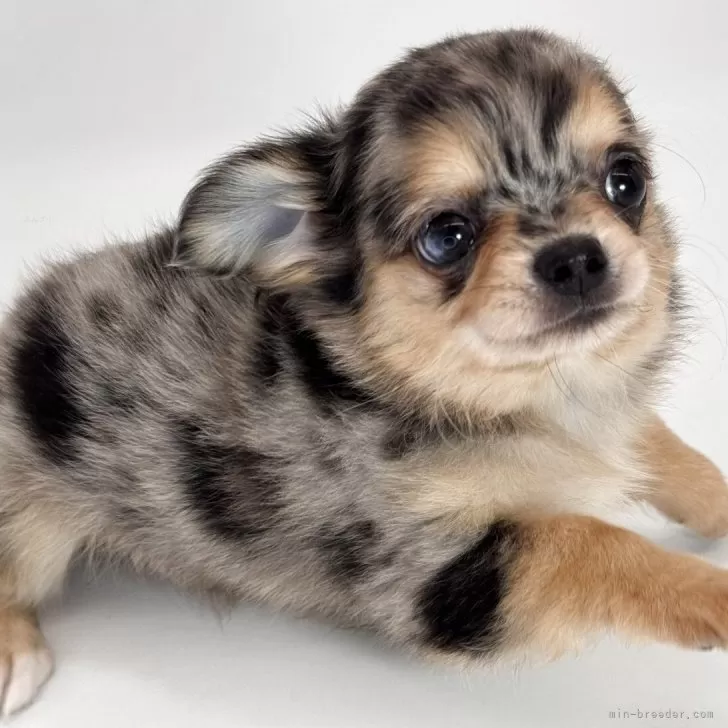 ID:2503-07130の子犬