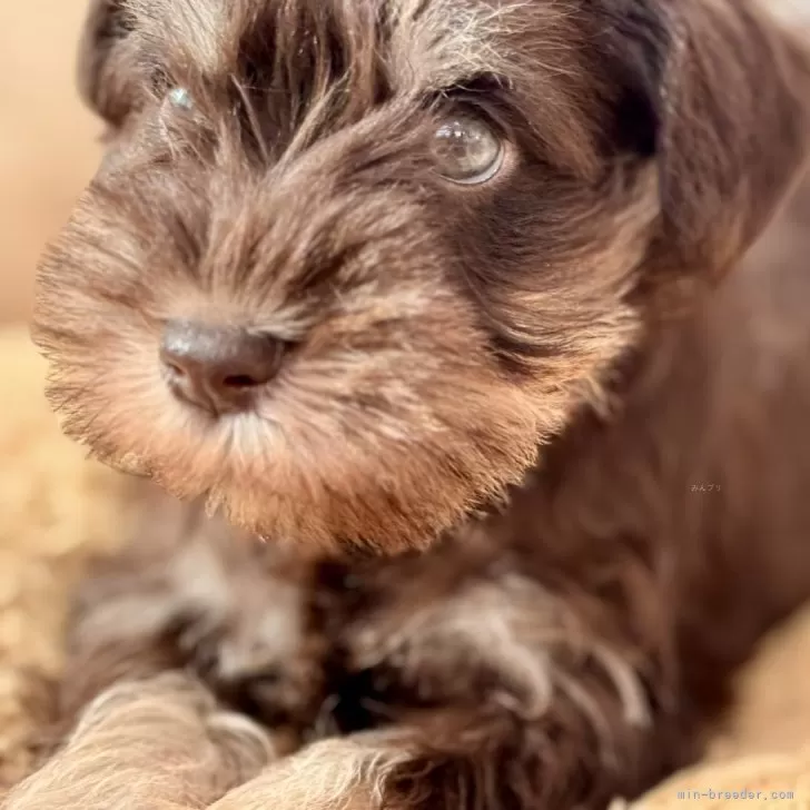 ミニチュアシュナウザー【静岡県・男の子・2025年10月9日・レバーペッパー】の写真1「チョコタンカラー（レバーペッパー）です。今回の兄妹の中で一番カラーの切り替わりが綺麗なおとこのこ」