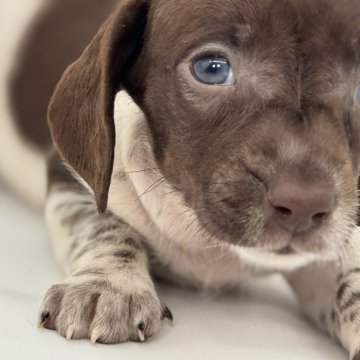 ミニチュアダックスフンド(スムース)【静岡県・女の子・2025年9月22日・チョコレートパイボールド】の写真「チョコソリッドのダップルパイボールドちゃん」