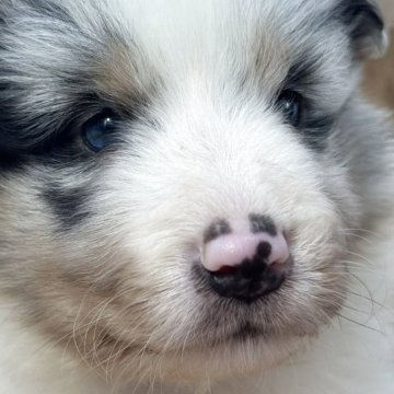 シェットランドシープドッグ【静岡県・男の子・2025年10月5日・ブルーマール】の写真「マール4兄妹のシェルティーズ3」