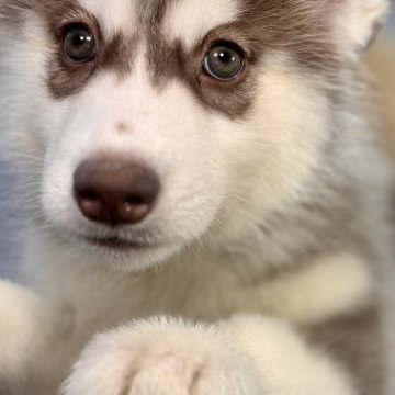 シベリアンハスキー【静岡県・女の子・2025年10月5日・チョコホワイト】の写真「ふわっふわっふわ感あるおんなのこ」