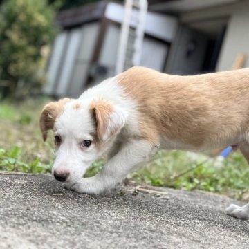 ボーダーコリー【静岡県・男の子・2025年7月31日・レッドホワイト】の写真「【レッドホワイト】ボーダーのおとこのこ」