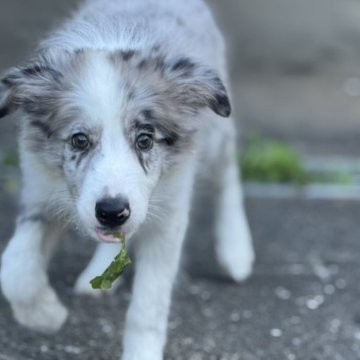 ボーダーコリー【静岡県・男の子・2025年7月22日・ブルーマール】の写真「ボーダーコリーのおとこの子」