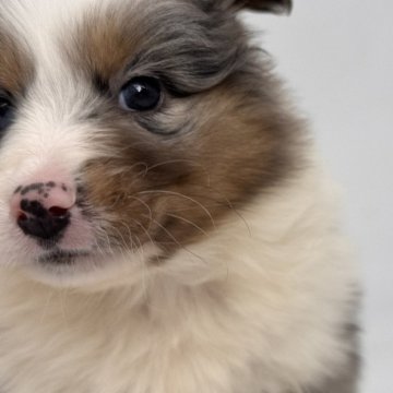 シェットランドシープドッグ【静岡県・女の子・2025年1月16日・ブルーマール】の写真「きれいな模様のブルーマール」