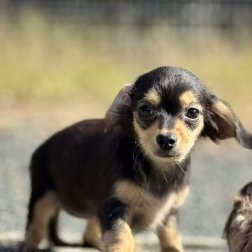 チワックス(チワワ×ダックスフンド)【静岡県・女の子・2025年8月14日・ブラックタン】の写真「ブラックタンカラーのちわっくすちゃん」