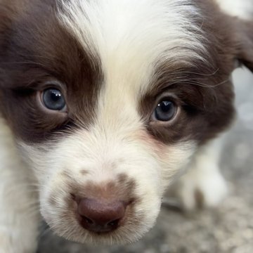 ボーダーコリー【静岡県・男の子・2025年10月1日・チョコレートホワイト】の写真「今年一番かわいいチョコ色のおとこのこです。」