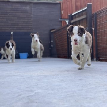 ボーダーコリー【静岡県・男の子・2024年8月8日・チョコホワイト】の写真「ワクチン3回接種済み‼すぐお散歩デビュー出来ます♪」