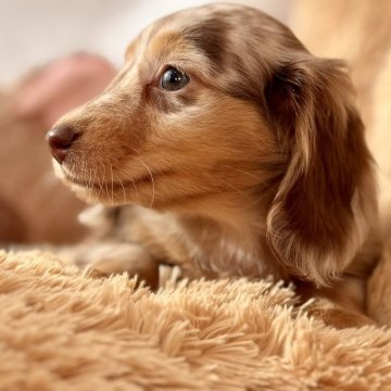 ミニチュアダックスフンド(ロング)【静岡県・男の子・2025年10月9日・チョコレートダップル】の写真「🌟チョコダップルのおとこのこ」