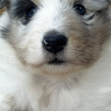 シェットランドシープドッグ【静岡県・女の子・2025年10月5日・ブルーマール】の写真「マール4兄妹のシェルティーズ２」