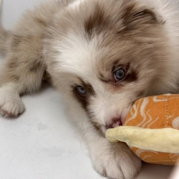 ボーダーコリー【静岡県・男の子・2025年2月2日・チョコレートマール】の写真「チョコマールのおとこのこ」