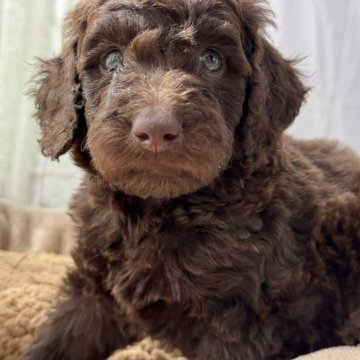 スタンダードプードル【静岡県・女の子・2025年8月15日・ブラウン】の写真「【ブラウン】Sプーのおんなのこ」