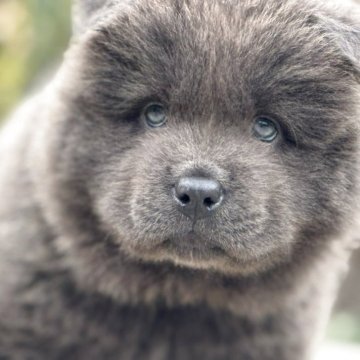 チャウチャウ【静岡県・男の子・2025年8月16日・ブルー】の写真「動画更新　青チャウチャウのおとこのこ 訳あり」