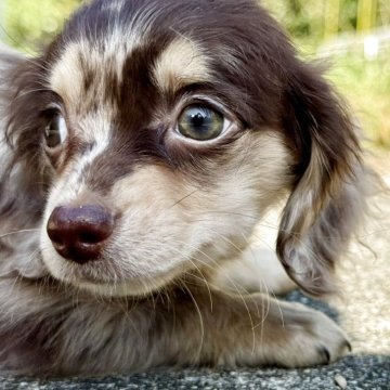 チワックス(チワワ×ダックスフンド)【静岡県・女の子・2025年8月14日・チョコレートマール】の写真「きれいなマールカラーのちわっくすちゃん」