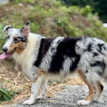 シェットランドシープドッグ【静岡県・女の子・2025年2月22日・ブルーマール】の写真「ワクチン3回接種済み‼すぐお散歩デビュー出来ます♪」