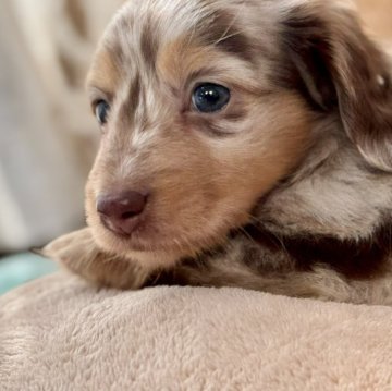 ミニチュアダックスフンド(ロング)【静岡県・男の子・2025年10月9日・チョコレートダップル】の写真「🌟チョコダップルのおとこのこ」