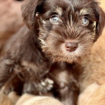ミニチュアシュナウザー【静岡県・男の子・2025年10月9日・レバーペッパー】の写真「チョコ色シュナちゃんのおとこのこ④」