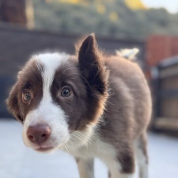 ボーダーコリー【静岡県・女の子・2024年8月8日・チョコホワイト】の写真「ワクチン3回接種済み‼すぐお散歩デビュー出来ます♪」