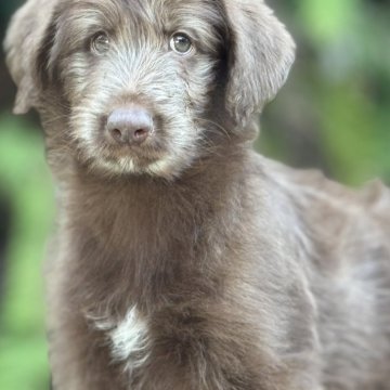 ミックス(シベリアンハスキー×プードル)【静岡県・男の子・2025年8月31日・チョコレート】の写真「スタイリッシュ プースキーのおとこのこ」