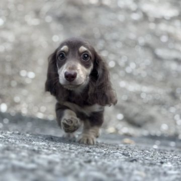 ミニチュアダックスフンド(ロング)【静岡県・男の子・2025年6月2日・チョコレートイエロー】の写真「凛々しいお顔のダックスくん」
