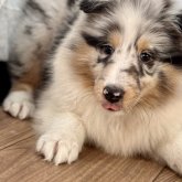 シェットランドシープドッグ