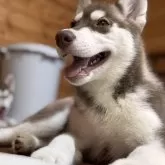 シベリアンハスキー