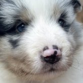 シェットランドシープドッグ