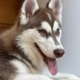 シベリアンハスキー