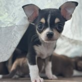 チワワ(スムース)