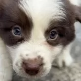 ボーダーコリー