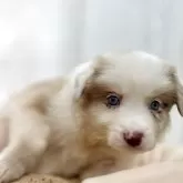 ボーダーコリー
